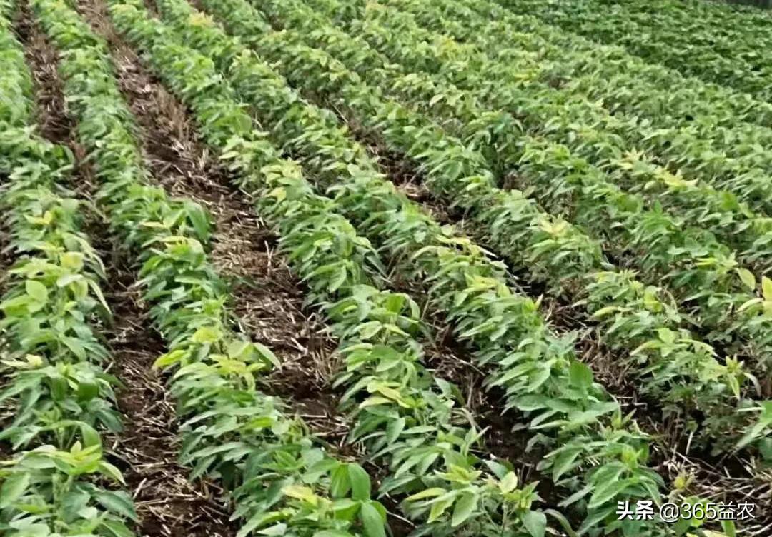 大豆开花结荚期怎么管理,大豆初花期如何管理才能增产