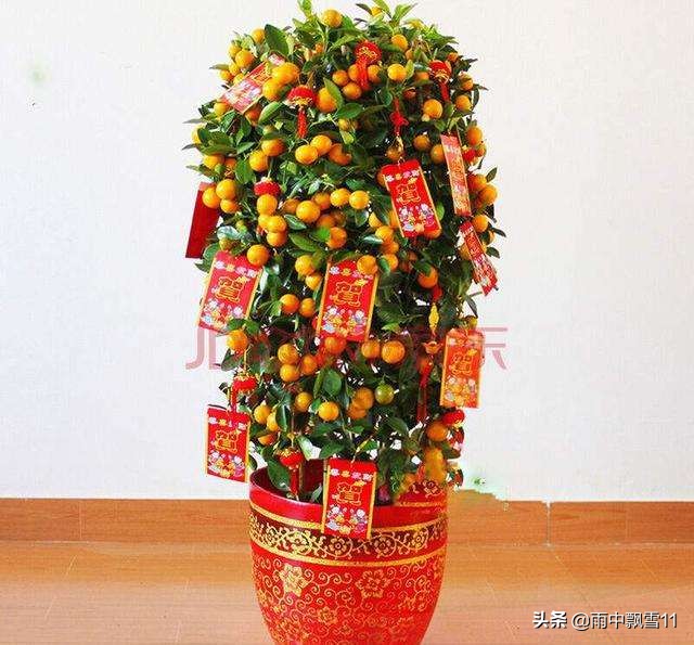 种植砂糖橘如何保花保果,观赏橘落果