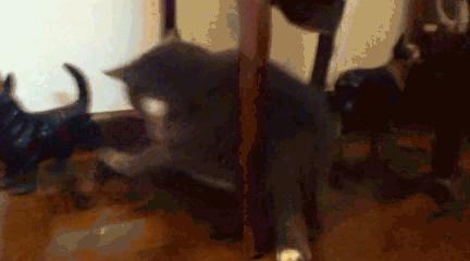 猫咪最近很有攻击性是得病了吗,猫咪精神疾病会导致死亡吗