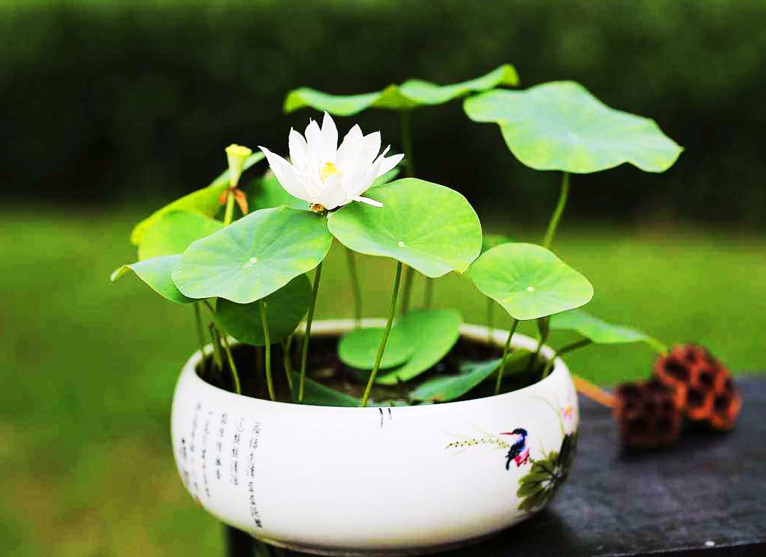 浅谈古代室内的那一抹绿意