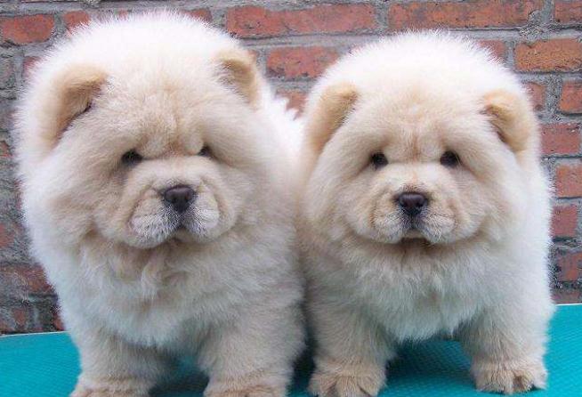 如何培养狗狗和孩子的亲和力,如何训练狗狗与孩子相处