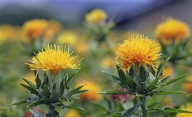 宫斗娘娘们常用红花,宫斗剧中的藏红花