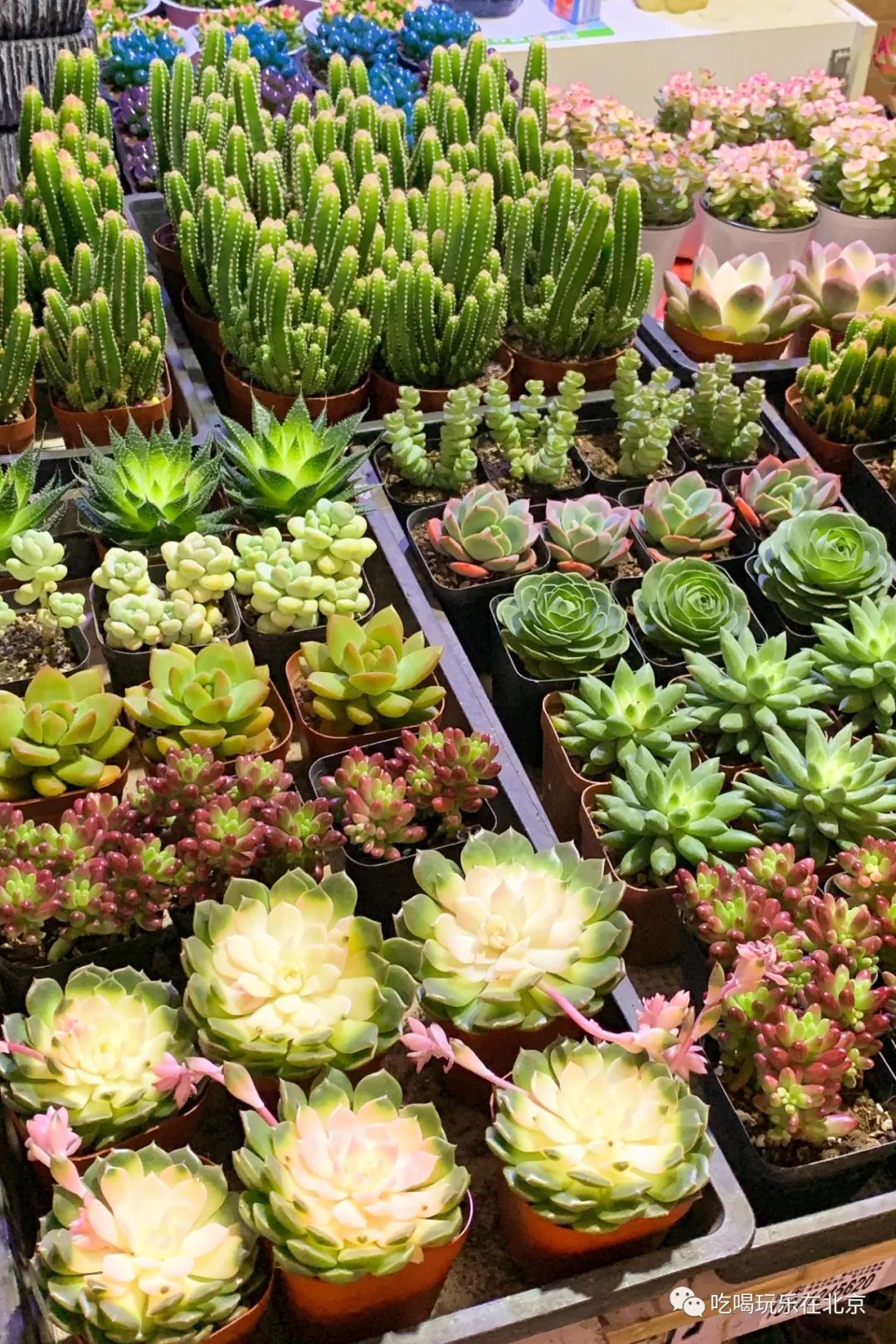 北京崇文区西花市大街,北京通州花市在哪里