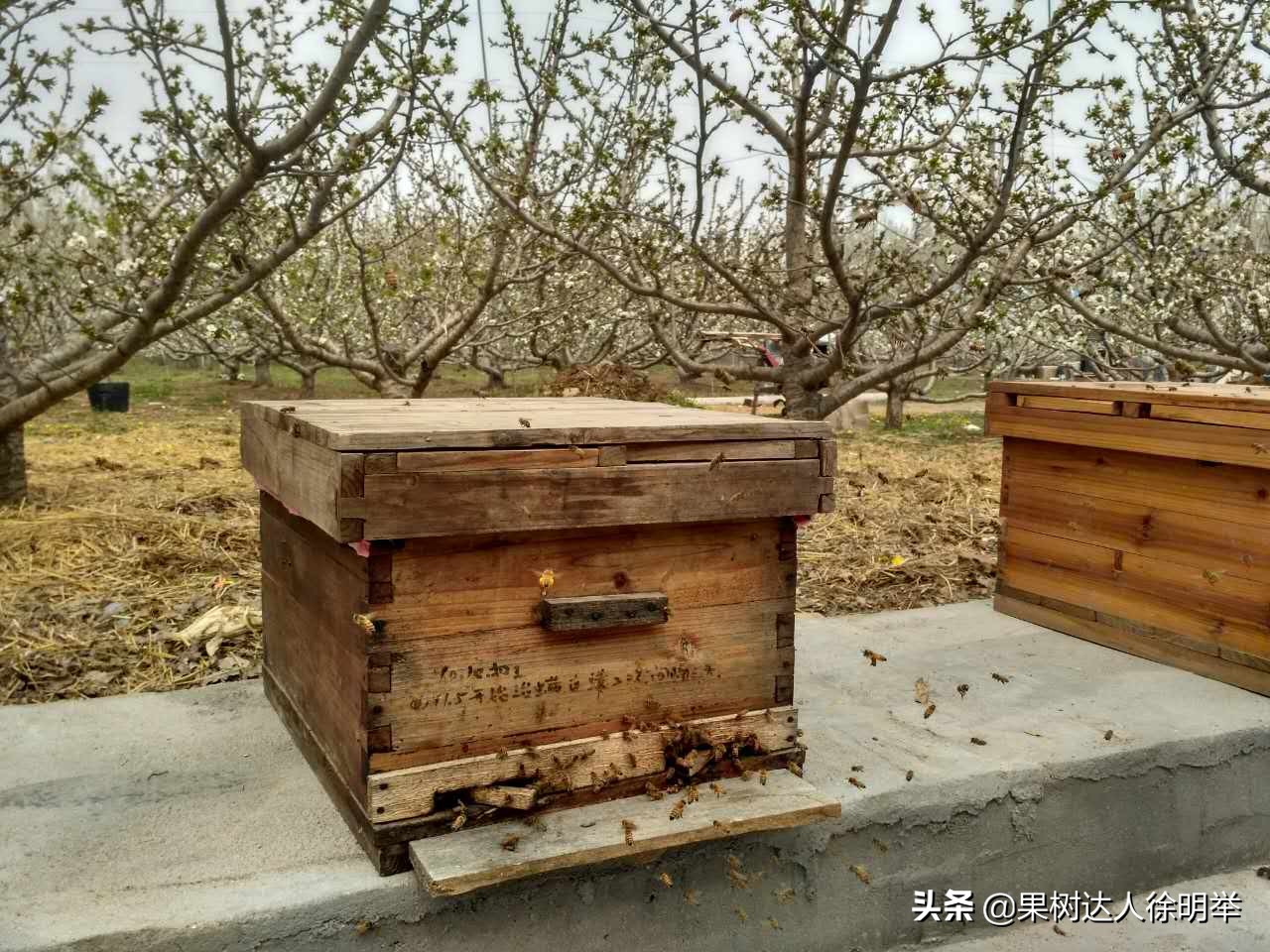 大樱桃全年管理主要防治病虫害,大樱桃开春管理