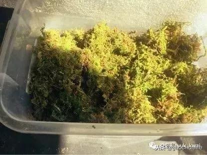 黄缘龟新手指南,怎么挑选黄缘龟