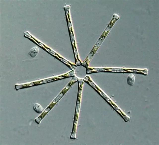 水产养殖藻类老化是怎样的,水产养殖显微镜下各种藻类