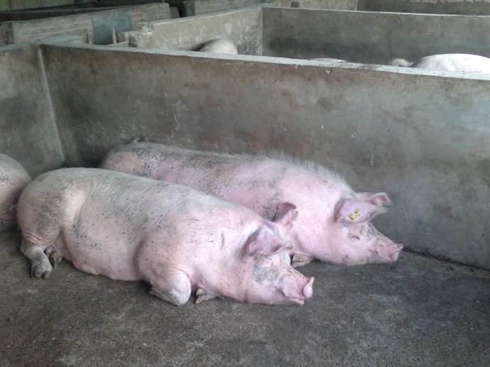 后备母猪子宫内膜炎怎么治疗,母猪内膜炎不治能好吗