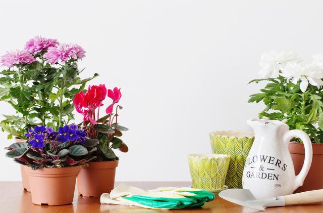 家庭养花，必备3种肥，简单无异味，水水灵灵开满花