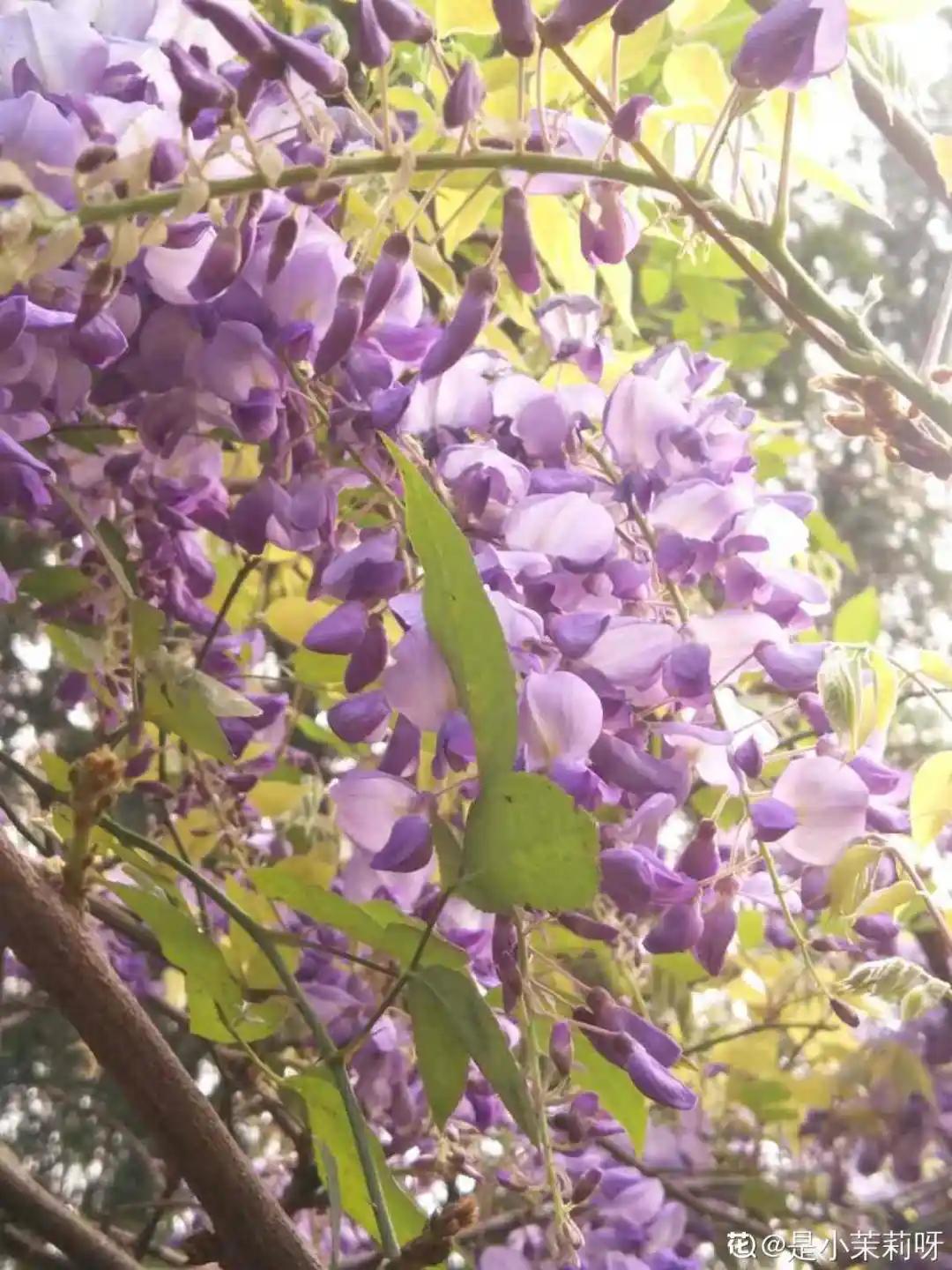 春天开的花有哪些常见又漂亮,十大名花在春天开的有哪些