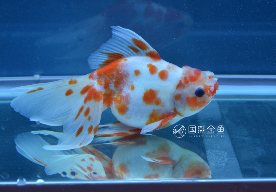 养金鱼没有过滤器要放硝化细菌吗,小球藻和硝化细菌哪种适合养金鱼