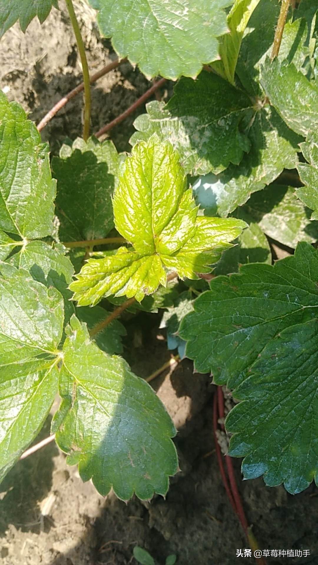 草莓叶片黄化原因是什么,草莓叶片干枯原因及解决方法