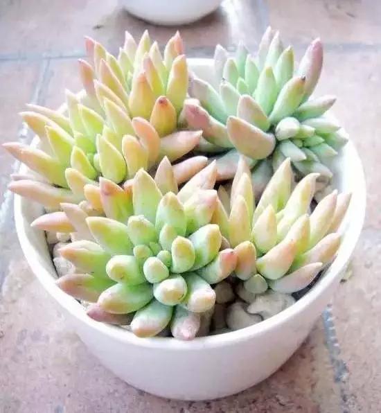 推荐轻松玩转100种常见多肉植物,700种多肉植物图鉴pdf百度云