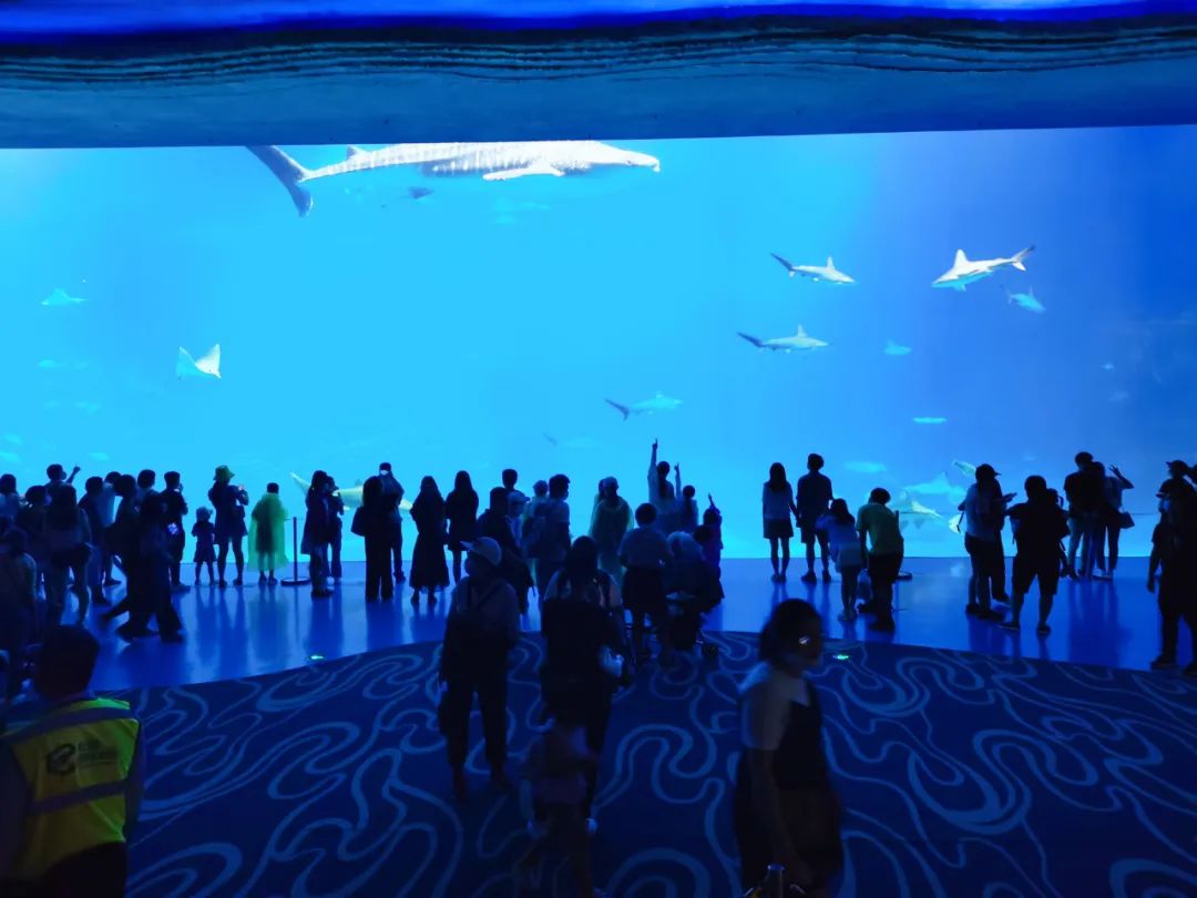 横琴奏一曲：瑜家的温馨丨初夏.珠海后花园畅游记