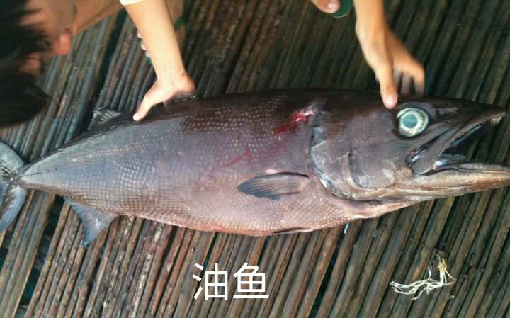 市面上买到的假鳕鱼能食用吗,假鳕鱼跟真鳕鱼区别