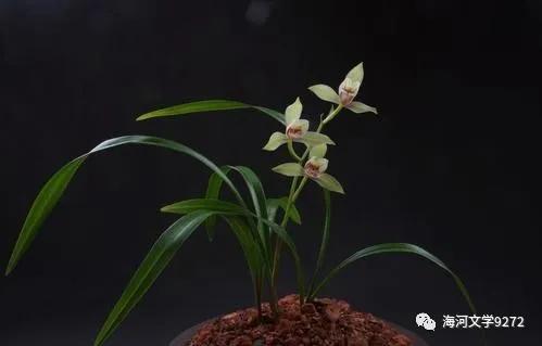 怀念房前的那棵红枣树,怀念那片银杏树