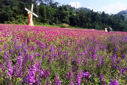 薰衣草庄园游玩,薰衣草庄园几月去最好玩呢