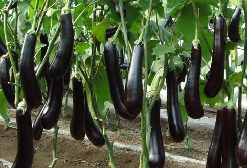 茄子枯萎病的症状及防治方法,茄子黄萎病和茄子枯萎病如何区分