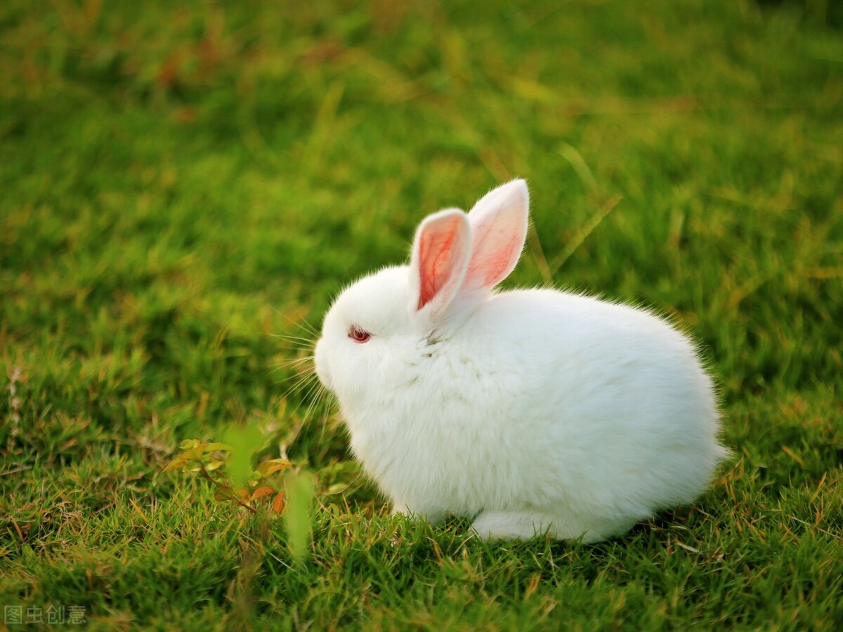 小兔子特别温顺,小兔子怎么养才能变得更乖