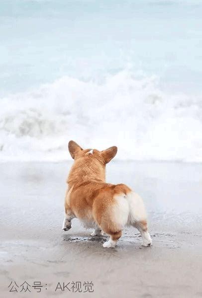 gif动图制作是什么,如何静态图制作动图gif图片