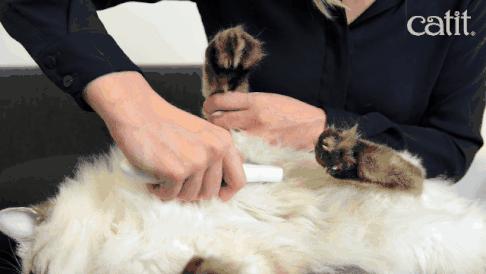 猫咪总挠痒痒就是有跳蚤？4招搞定猫咪瘙痒问题