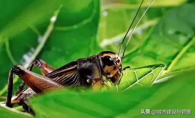 草树青翠虫鸣起，一枕清凉入梦来