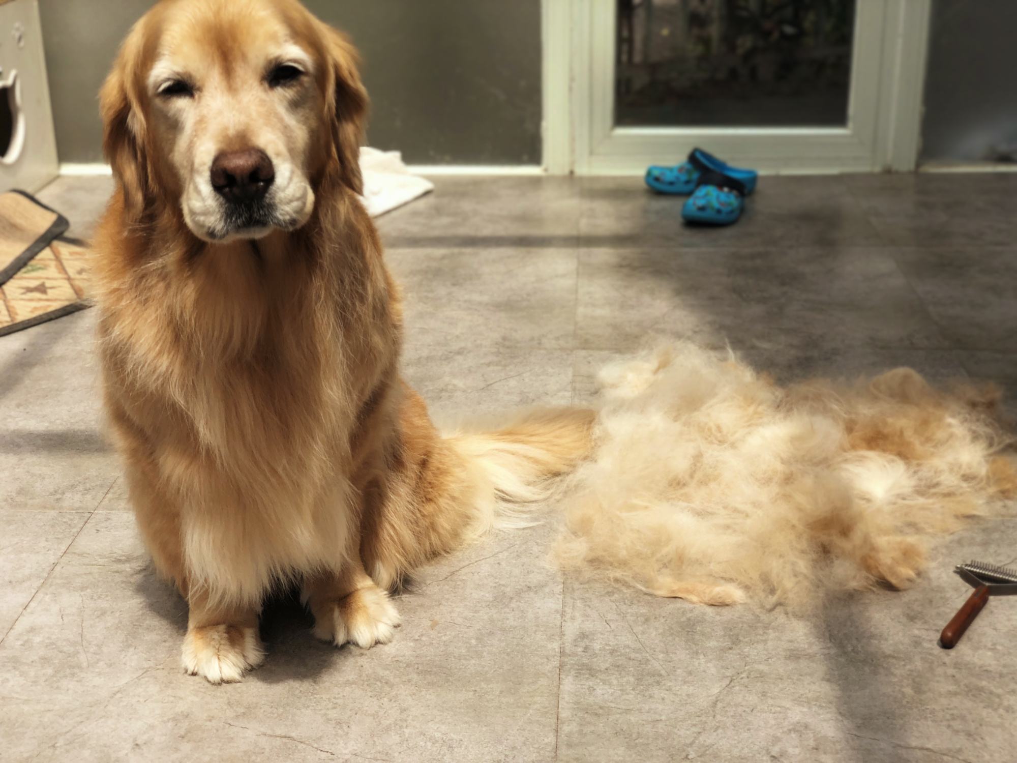 怎么样可以给狗狗美毛,狗狗美毛用什么比较好