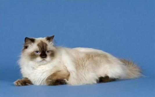 怎么知道猫咪怀孕没,猫咪是怎么知道铲屎官怀孕了