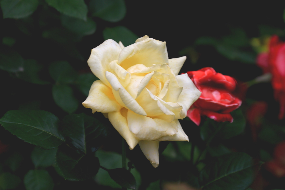 五月花；青山吹奏《蜗牛与黄鹂鸟》,D#调半音阶口琴演奏