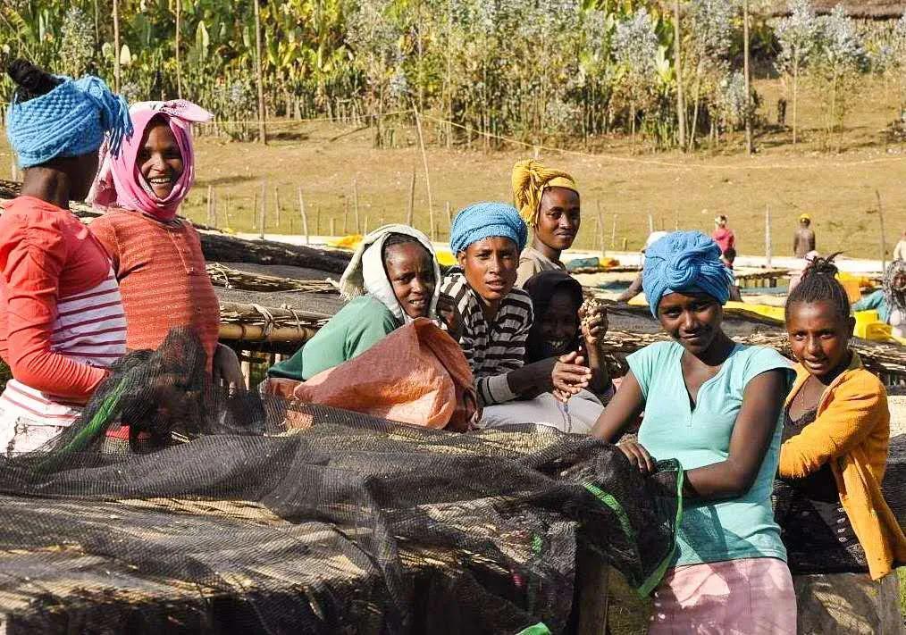 为什么大家害怕聊非洲？而聊到咖啡，为什么都会想到埃塞俄比亚？