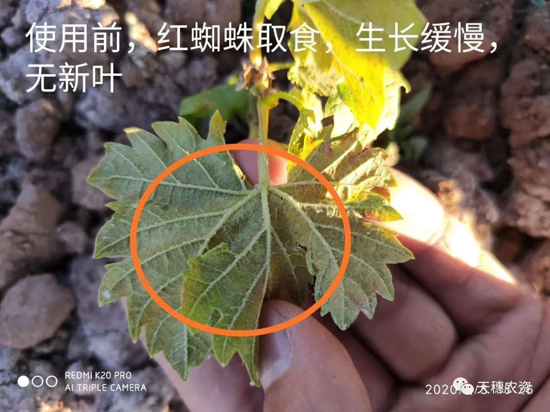 猎护杀虫剂打虫吗,猎护农药