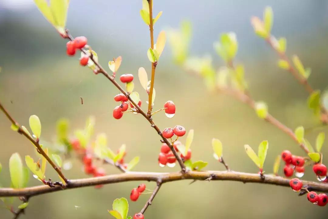 如果有一天累了就回老家到处走走,如果有一天累了就回来吧
