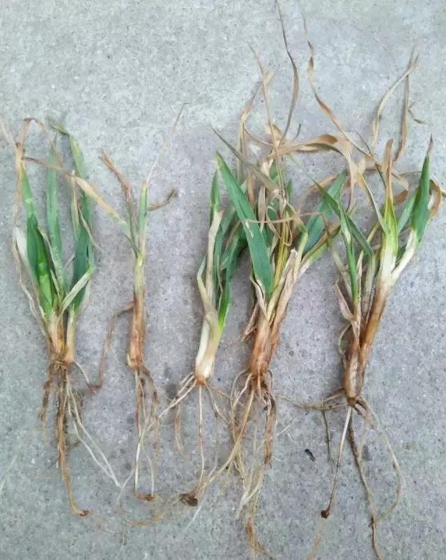 小麦缺肥发黄怎么办,小麦根发黄是什么病