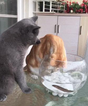 猫咪费洛蒙弊端,费洛蒙猫咪舒缓