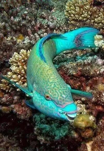 世界上最惊艳的海底照,100张绝美的海底照片