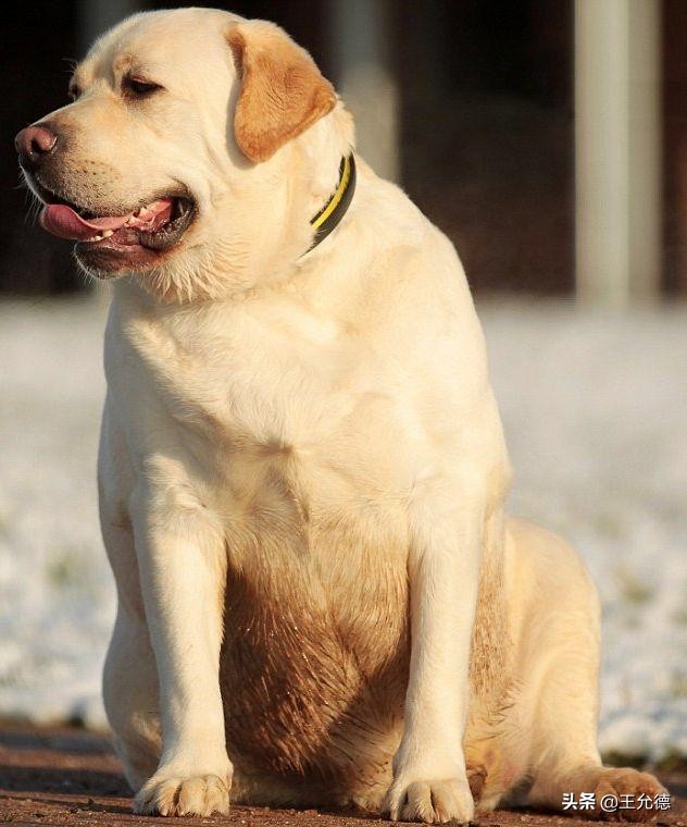 拉布拉多犬是怎么样的狗,拉布拉多适合家养的狗排名