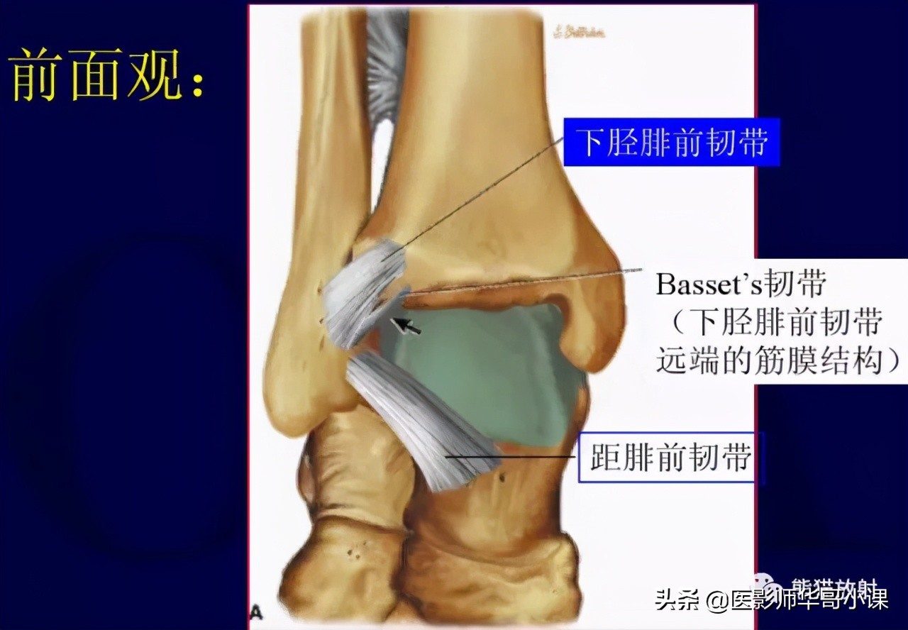 踝关节解剖视频课,解剖学韧带分布图