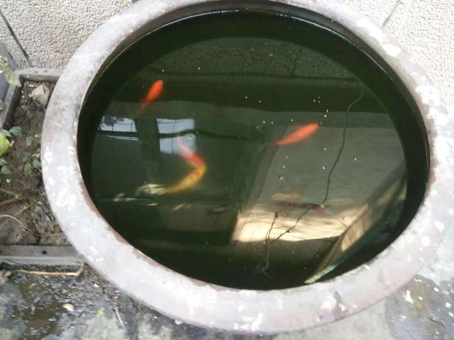 小金鱼要怎么才能养好,小金鱼怎么才能养好