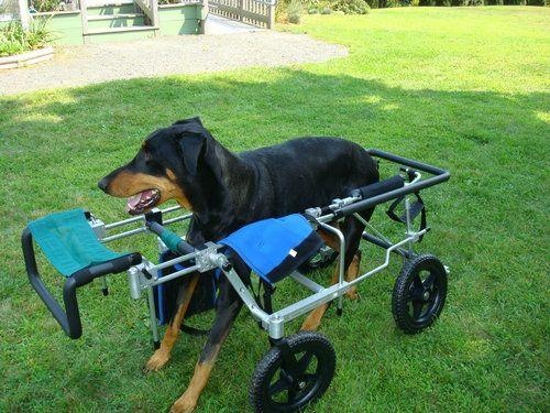 狗狗老是狂奔转圈圈,狗狗急速奔跑后站不稳