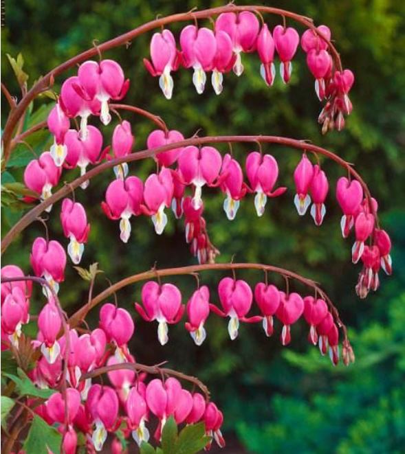 稀奇古怪的花又好看又好养,4种花漂亮又便宜