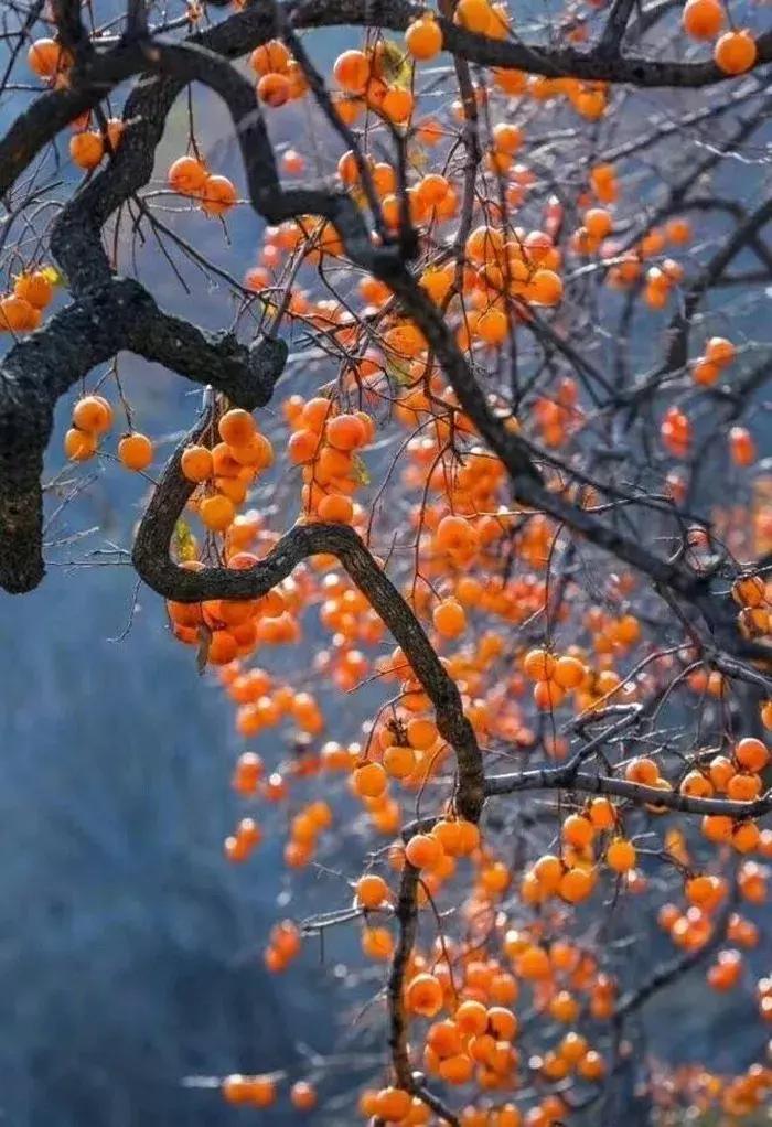 柿子熟了美文赏析,柿子熟了美图100张