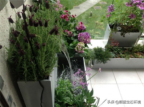 四月份适合在阳台上种植的蔬菜,阳台上种植营养液体蔬菜