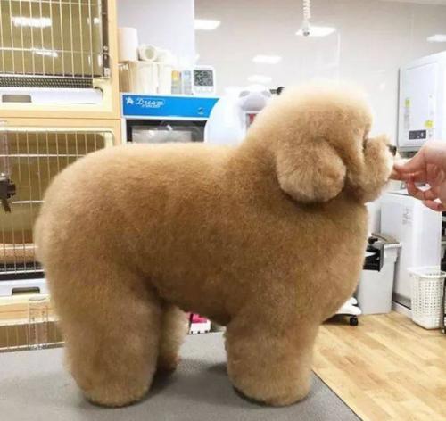 贵宾犬的五大缺点看完你还敢养吗,贵宾犬怎么养才听话一点呢图片