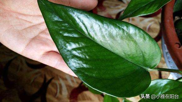 绿萝冬天冻伤了长新叶怎么换盆,绿萝叶子冻了怎么办