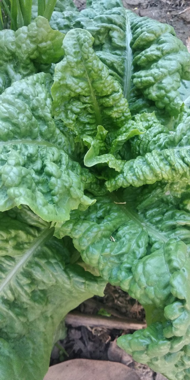 园子里的菜都有什么,园子里的菜