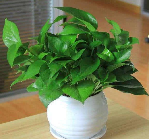 刚买的绿萝叶子黄了要怎么处理,刚买回来的绿萝老烂根怎么办