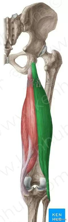 病理脚麻的最快恢复方法,脚麻诊断思路