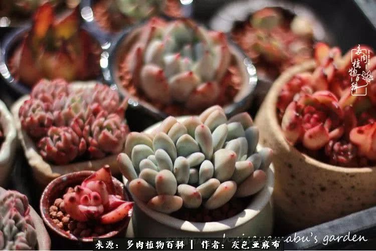 许我向你看,许我向你看演唱