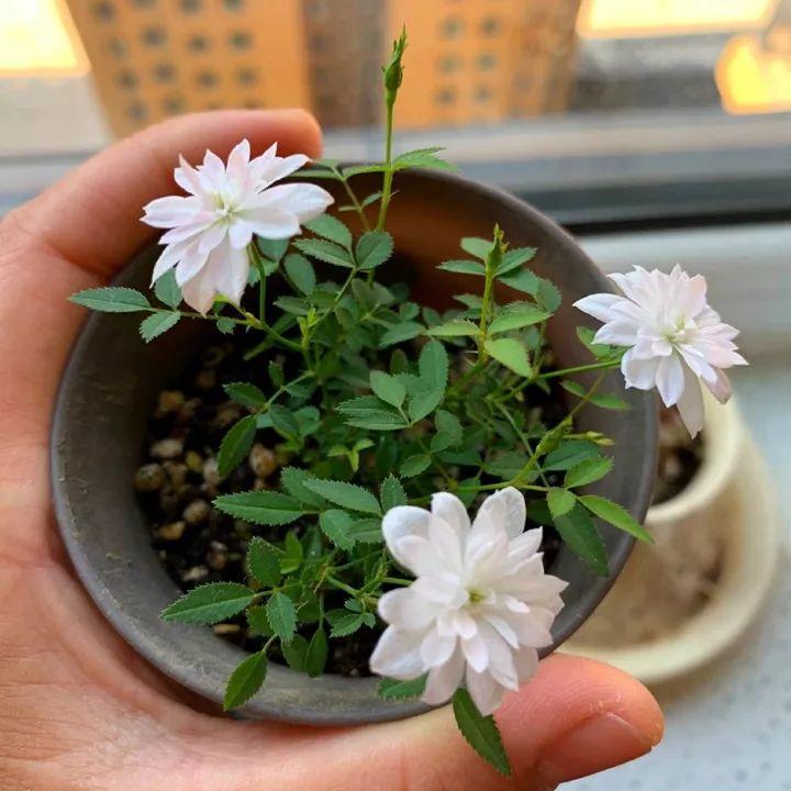 什么品种月季好养又开花量大,夏天开花爆盆的月季品种