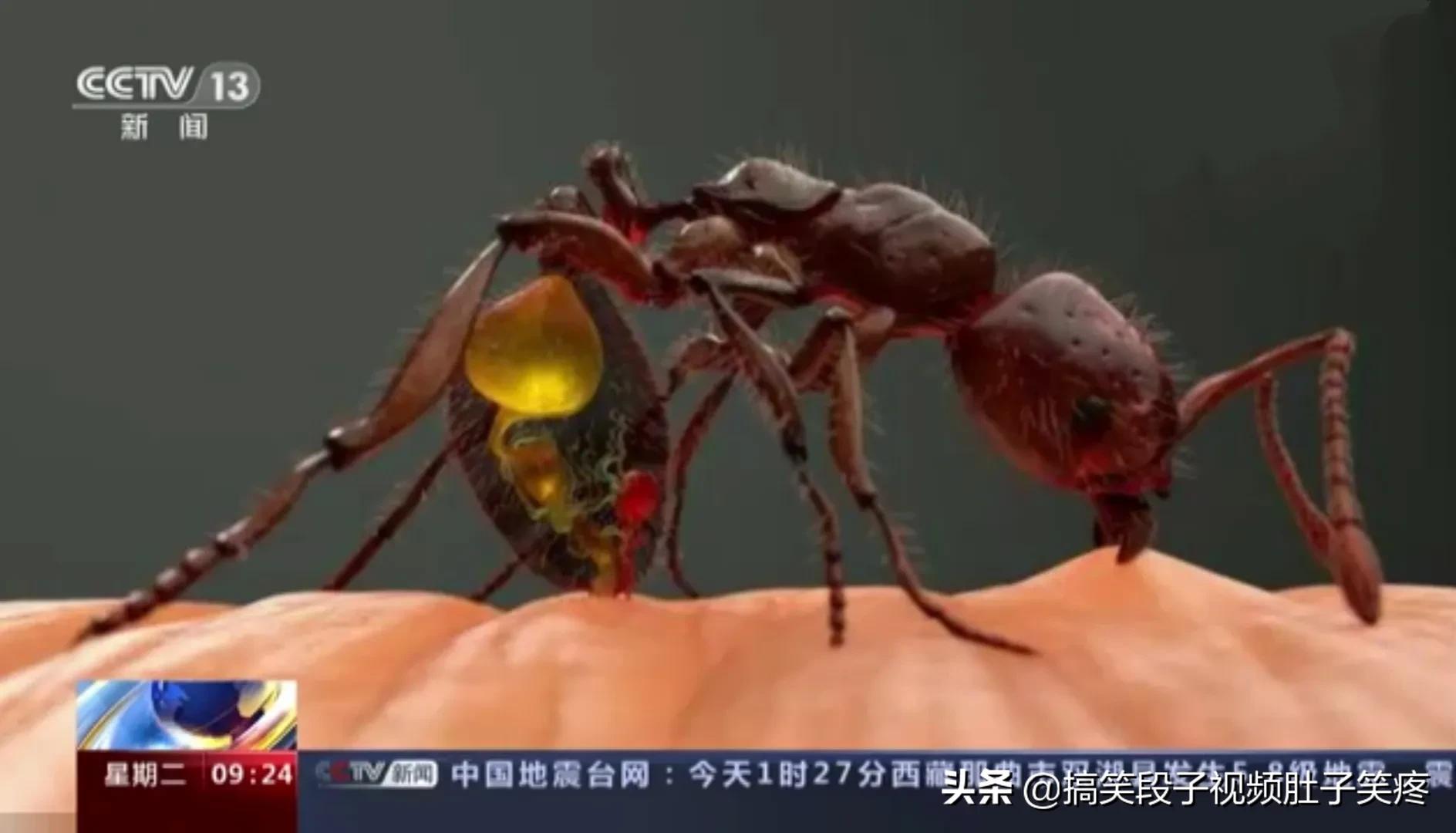 红火蚁咬后有什么处理方法,红火蚁咬伤后有何症状危险吗