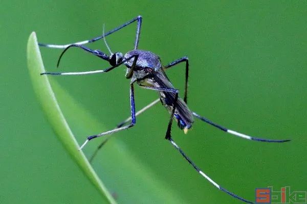 Sbike动植物百科：世界体型最大的各科目昆虫排行，奇妙！（上）